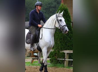 Lipizzaner, Mare, 6 years, 16,3 hh, Grey