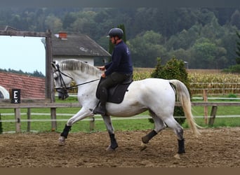 Lipizzaner, Mare, 6 years, 16,3 hh, Grey