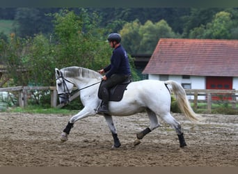 Lipizzaner, Mare, 6 years, 16,3 hh, Grey
