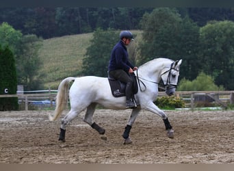 Lipizzaner, Mare, 6 years, 16,3 hh, Grey