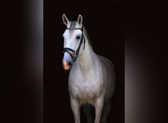 Lipizzaner, Mare, 6 years, 16,3 hh, Grey