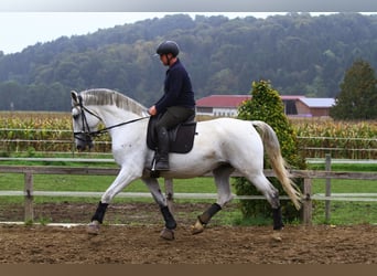 Lipizzaner, Mare, 6 years, 16,3 hh, Grey