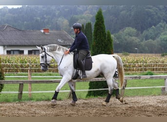 Lipizzaner, Mare, 6 years, 16,3 hh, Grey