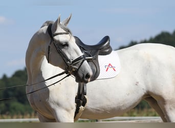 Lipizzaner, Mare, 6 years, 16,3 hh, Grey