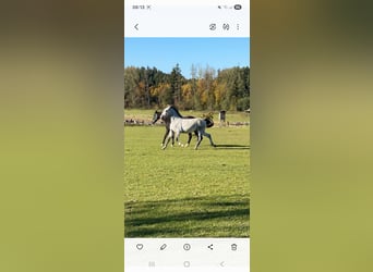 Lipizzaner, Mare, 6 years, 16,3 hh, Grey