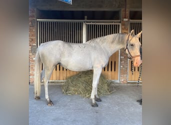 Lipizzaner, Mare, 7 years, 15.2 hh, Grey-Fleabitten