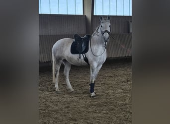 Lipizzaner, Mare, 7 years, 16.3 hh, Grey