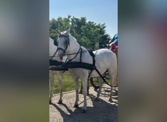Lipizzaner, Mare, 8 years, 15.2 hh, White