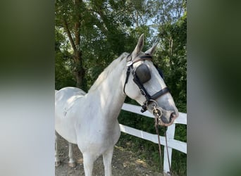 Lipizzaner, Mare, 8 years, 15.2 hh, White