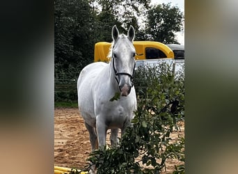 Lipizzaner, Stute, 8 Jahre, 15,3 hh, Schimmel