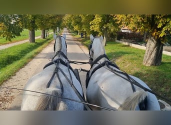 Lipizzaner, Mare, 8 years, Grey