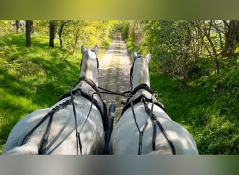 Lipizzaner, Mare, 8 years, Grey