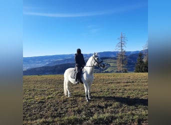 Lipizzaner, Mare, 9 years, 14,2 hh