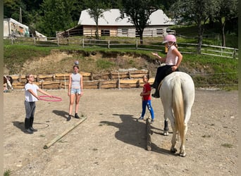 Lipizzaner, Mare, 9 years, 14.3 hh, Gray