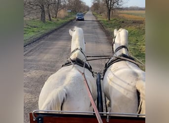 Lipizzaner, Mare, 9 years, 15,2 hh, White