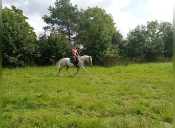Lipizzaner, Mare, 9 years, Grey