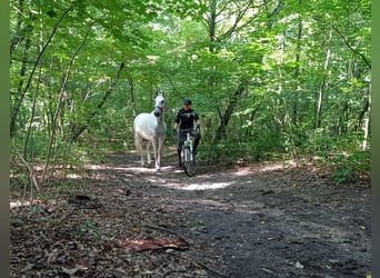 Lipizzaner, Mare, 9 years, Grey