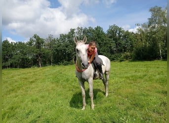 Lipizzaner, Mare, 9 years, Grey