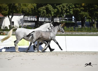 Lipizzaner, Mare, Foal (05/2025), 15.2 hh, Grey