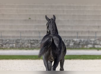 Lipizzaner, Mare, Foal (04/2026), 16 hh, Grey