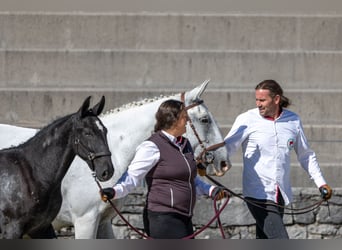 Lipizzaner, Mare, Foal (04/2026), 16 hh, Grey