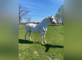 Lipizzaner Mix, Merrie, 10 Jaar, 160 cm, Wit