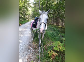 Lipizzaner Mix, Merrie, 11 Jaar, 154 cm, Schimmel