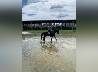 Lipizzaner, Merrie, 11 Jaar, 158 cm, Bruin