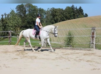 Lipizzaner Mix, Merrie, 13 Jaar, 170 cm, Appelschimmel