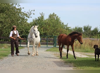 Lipizzaner Mix, Merrie, 14 Jaar, 155 cm, Schimmel