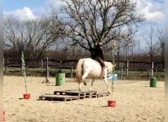 Lipizzaner Mix, Merrie, 14 Jaar, 155 cm, Schimmel