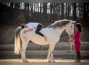 Lipizzaner, Merrie, 16 Jaar, 163 cm, Schimmel