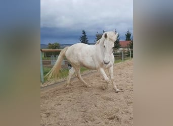 Lipizzaner Mix, Merrie, 17 Jaar, 164 cm, Schimmel