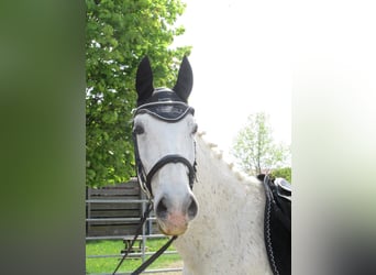 Lipizzaner, Merrie, 19 Jaar, 155 cm, Schimmel