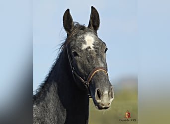 Lipizzaner, Merrie, 1 Jaar, 158 cm, Schimmel