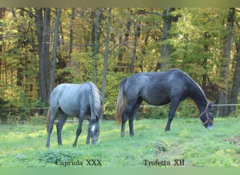 Lipizzaner, Merrie, 1 Jaar, 158 cm, Schimmel