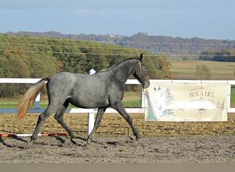 Lipizzaner, Merrie, 1 Jaar, 158 cm, Schimmel