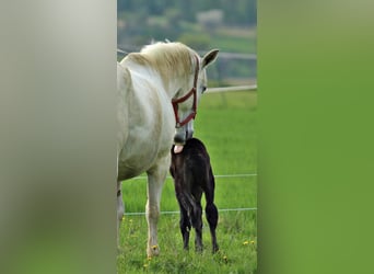 Lipizzaner, Merrie, 1 Jaar, 160 cm, Schimmel