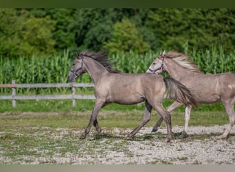 Lipizzaner, Stute, 1 Jahr, Rappschimmel