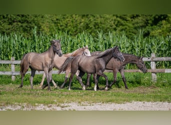 Lipizzaner, Merrie, 1 Jaar, Zwartschimmel