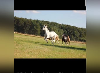 Lipizzaner, Merrie, 21 Jaar, 155 cm, Schimmel