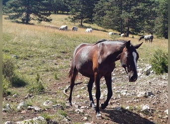 Lipizzaner, Merrie, 2 Jaar, 151 cm, Bruin