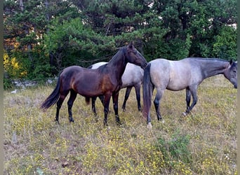 Lipizzaner, Merrie, 2 Jaar, 151 cm, Bruin