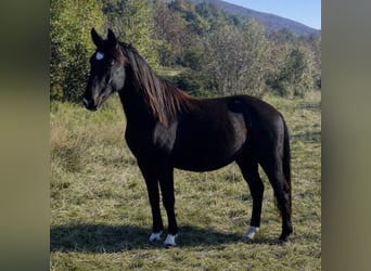 Lipizzaner, Merrie, 2 Jaar, 151 cm, Donkerbruin