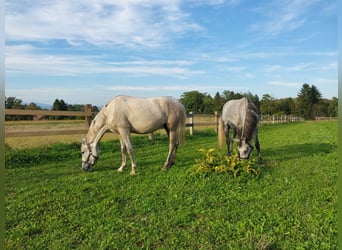 Lipizzaner, Merrie, 2 Jaar, 156 cm, Schimmel