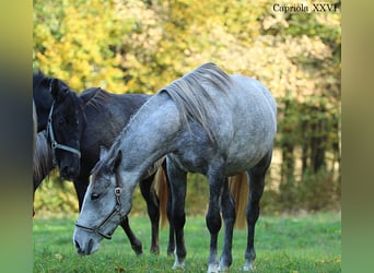 Lipizzaner, Merrie, 3 Jaar, 152 cm, Schimmel