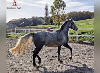 Lipizzaner, Merrie, 3 Jaar, 152 cm, Schimmel