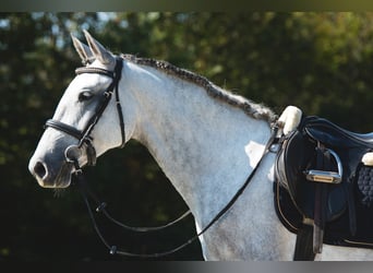 Lipizzaner, Merrie, 4 Jaar, 148 cm, Schimmel