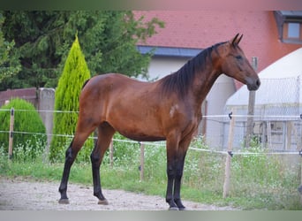 Lipizzaner, Merrie, 4 Jaar, 160 cm, Roodbruin