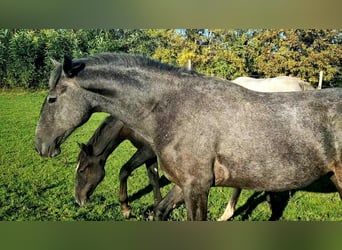 Lipizzaner, Merrie, 4 Jaar, 173 cm, Schimmel